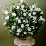 THE WHITE GARDEN
